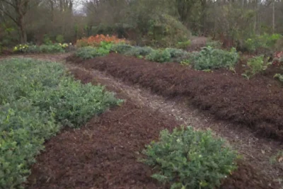 Jardín invernal con acolchado orgánico para retener humedad