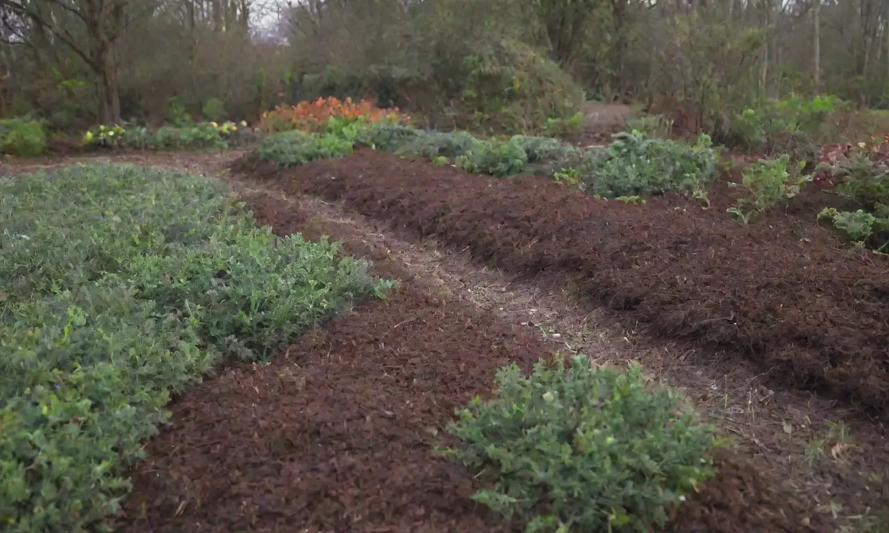 Jardín invernal con acolchado orgánico para retener humedad