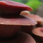 Cultivo de reishi: todo lo que necesitas saber para comenzar