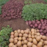 Cultivos coloridos y saludables con prácticas de agricultura sostenible