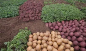 Cultivos coloridos y saludables con prácticas de agricultura sostenible