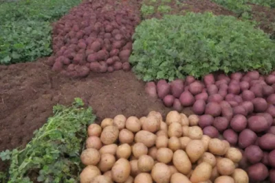 Cultivos coloridos y saludables con prácticas de agricultura sostenible