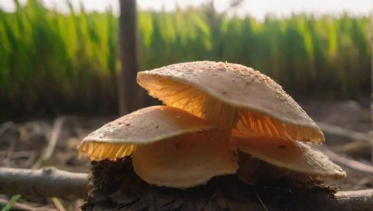 Beneficios agroecológicos del hongo de paja de La importancia del hongo de paja: lo que debes saber