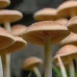 Importancia de los hongos en el procesamiento de alimentos