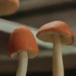 Manejo de temperatura en la industria de hongos: un análisis