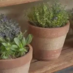 Qué papel juegan las hierbas aromáticas en la medicina tradicional