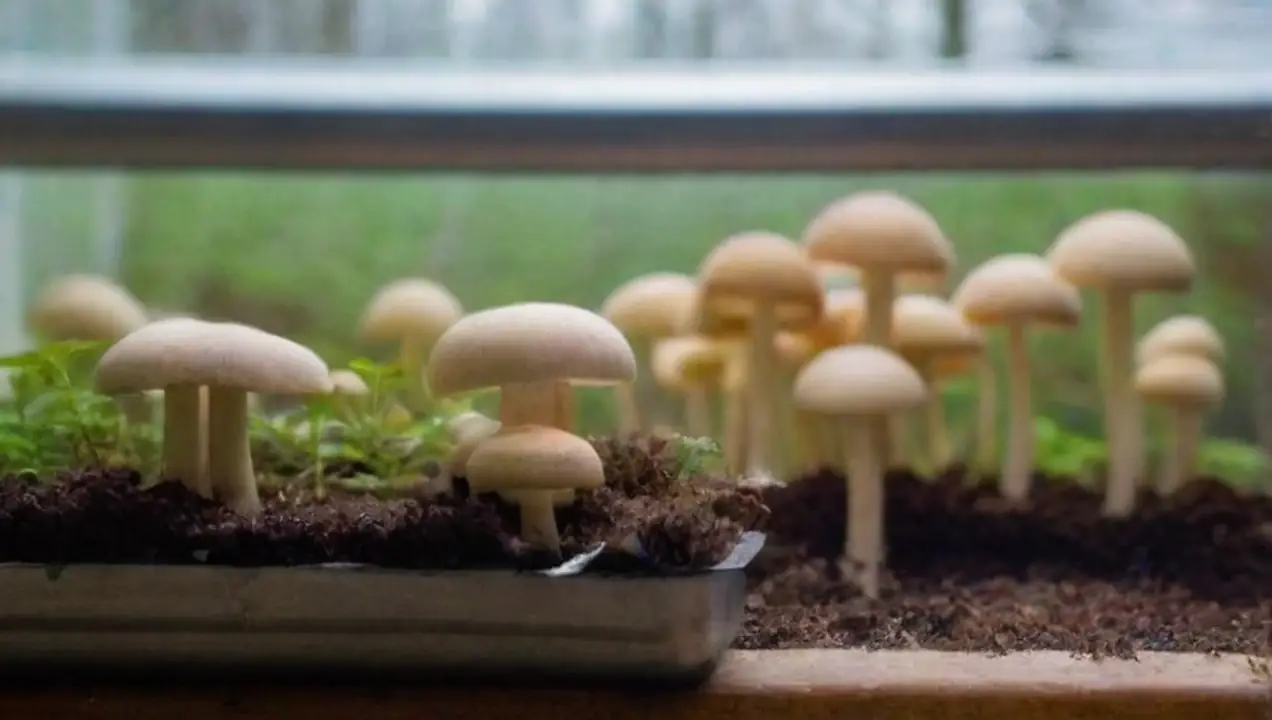 Factores a considerar al elegir un kit de cultivo de Guía para elegir el mejor kit de cultivo de hongos en casa