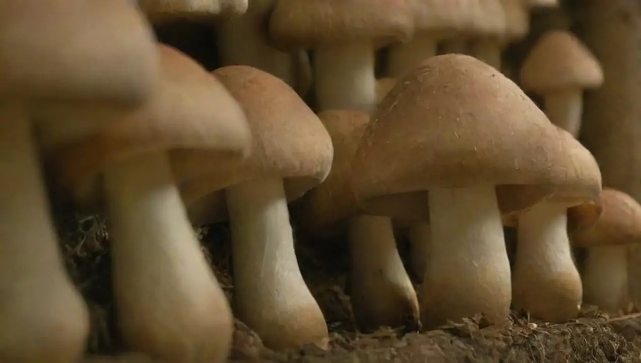 El papel de la sostenibilidad en la producción de hongos de Desafíos en el comercio de agricultores de hongos: un análisis