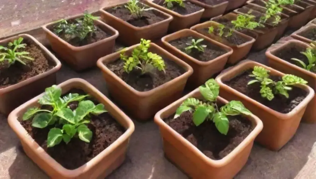 Un espacio acogedor lleno de vida y esperanza, donde brotan coloridas plántulas y se cuida la naturaleza