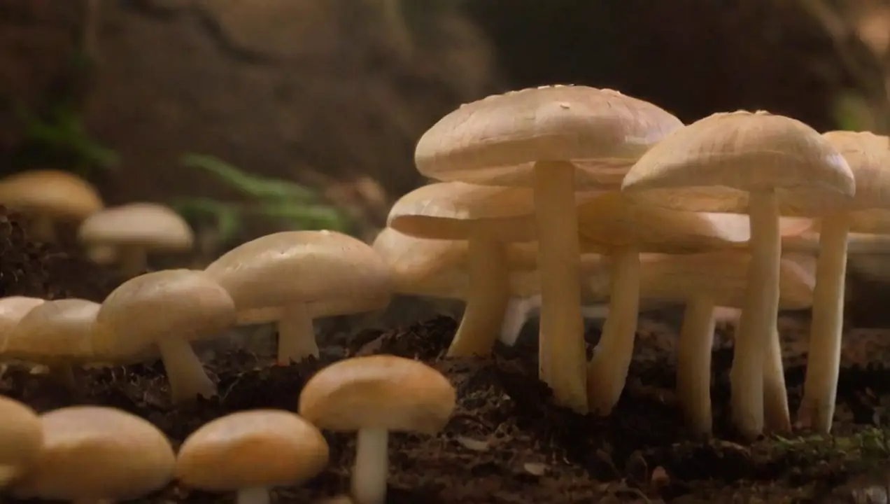 2. Selección del lugar adecuado de Diseño de un espacio adecuado para el cultivo de hongos