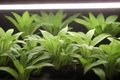 Plantas hidropónicas sanas crecen en luz brillante con agua rica en nutrientes