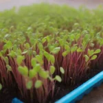 Microgreens vibrantes crecen en bandejas con agua