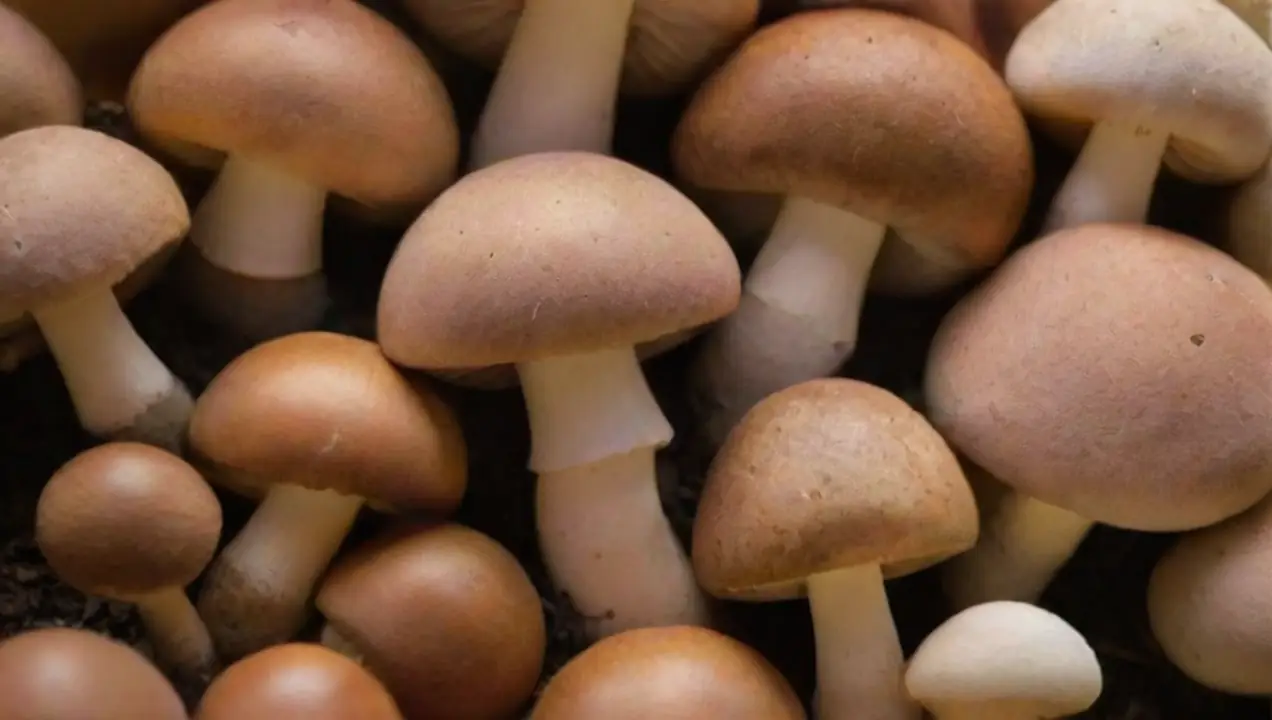 Ingredientes básicos para tu mezcla de sustrato de Cómo hacer tu propia mezcla de sustrato para hongos