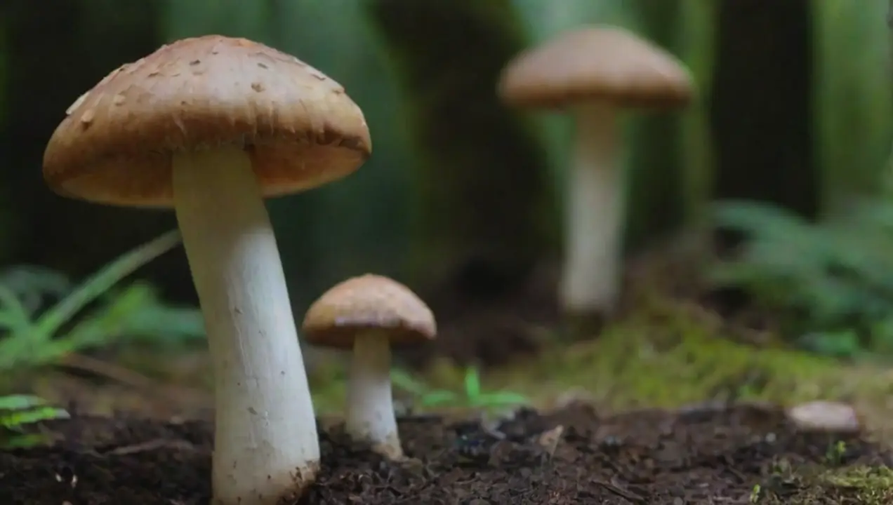 Beneficios de Cultivar Hongos Medicinales en Casa de Guía completa sobre cómo cultivar hongos medicinales en casa