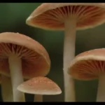 Investigaciones sobre el uso de hongos en tratamientos estéticos