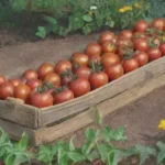 Qué variedades de tomates se pueden injertar entre sí fácilmente