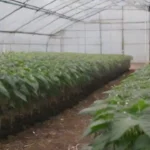 Guía completa de sistemas de refrigeración para invernaderos