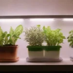 Kits de cultivo de esporas en casa: funcionamiento y características