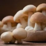 Mejores métodos para almacenar hongos frescos y secos adecuadamente