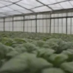 Condiciones óptimas para la fructificación en invernaderos
