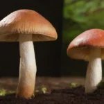 Sustratos ideales para cultivar hongos medicinales en casa