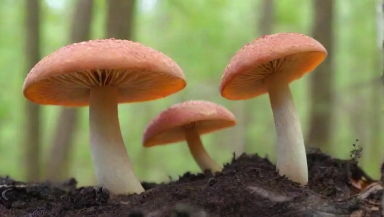El papel de las feromonas en el ciclo de vida de los hongos de Importancia de las feromonas en el cultivo de hongos