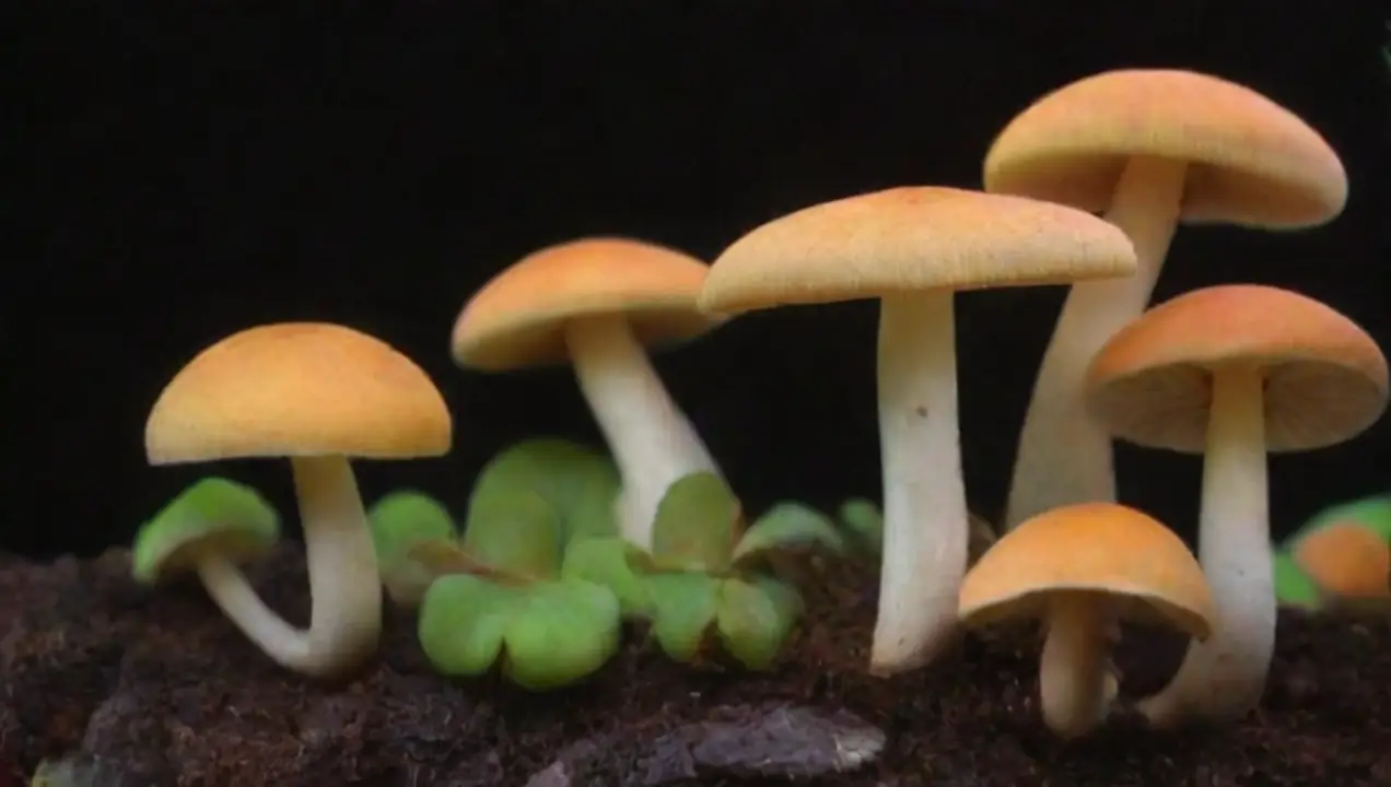 Temperatura y condiciones ambientales inadecuadas de Qué errores comunes se deben evitar al almacenar hongos