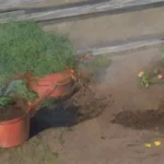 Cómo arruinar tu huerto con herramientas de mano inadecuadas