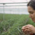Cultivares que se adaptan a nuevas tecnologías de cultivo