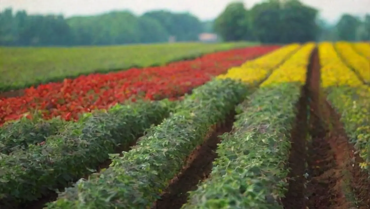 El desarrollo de nuevas variedades y técnicas de mejoramiento de La fascinante historia de los cultivares de plantas agrícolas