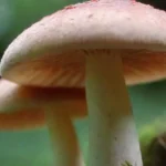 Beneficios del consumo de hongos medicinales para la salud