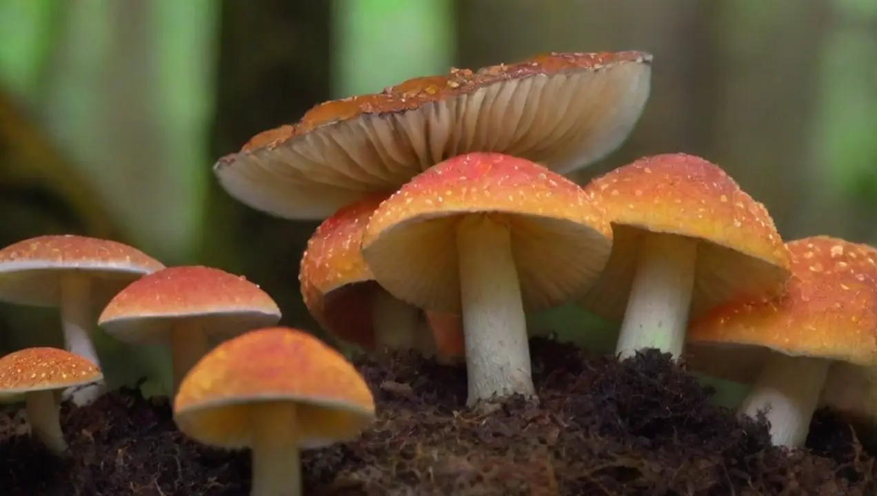 La diversidad de los hongos de La influencia de los hongos en la biodiversidad