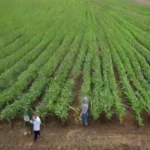 Estrategias para fomentar el cultivo de cultivares raros en agricultura