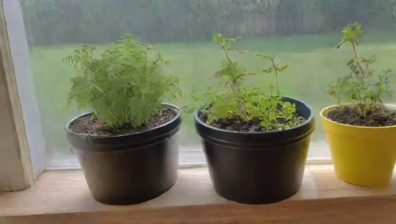 Un rincón acogedor de jardinería con plántulas verdes, herramientas vintage y luz natural