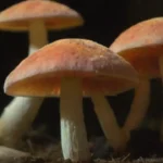 Propiedades curativas de los hongos medicinales en estudio
