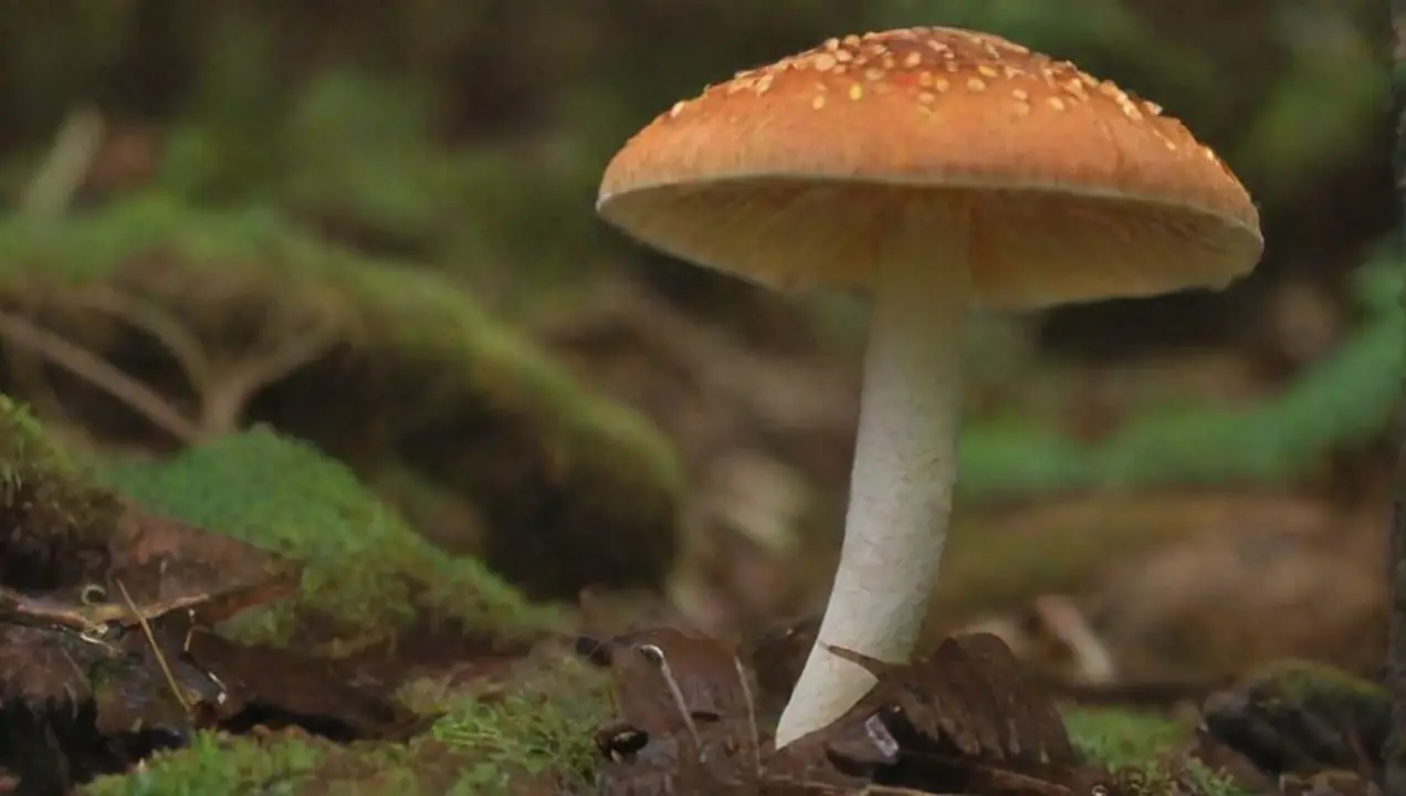 Identificación de hongos: la clave del éxito de Guía para recolectar hongos de forma segura y efectiva