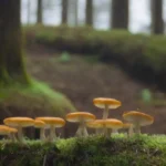 Ciclo vital de los hongos y su relación con el ambiente