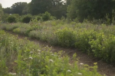 Paisajes verdes vibrantes con jardines orgánicos