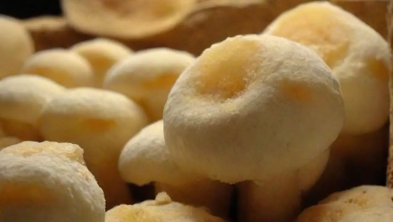 Beneficios de la fermentación de hongos de Fermentación de hongos: mejora de sabor y textura adecuada
