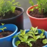 Cuáles son los mejores sistemas hidropónicos para principiantes
