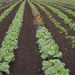 Jardinería sostenible con colores vivos y plantas saludables