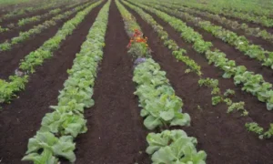 Jardinería sostenible con colores vivos y plantas saludables