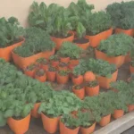 Jardín urbano con plantas esenciales y colorido sostenible
