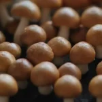 Cerdo salteado con champiñones: receta fácil y rápida