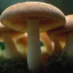 Progreso en la investigación sobre hongos y salud