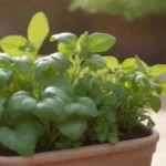 Hierbas fáciles de cultivar en macetas: albahaca