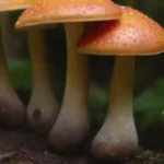 Impacto de las prácticas culturales en la salud de los hongos