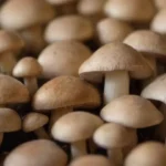 Beneficios del cultivo de hongos: Salud, medio ambiente y economía