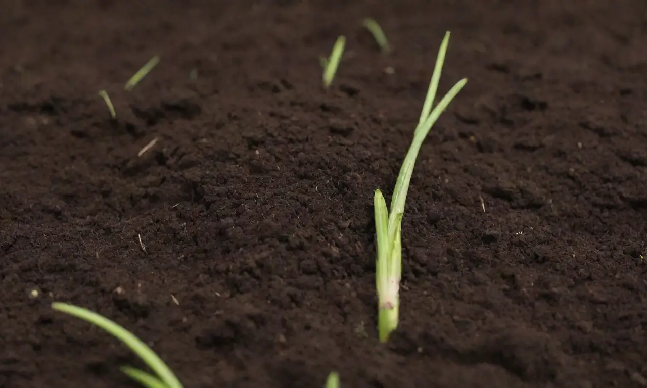 La calidad del suelo es crucial para el crecimiento de las raíces y la salud de las plantas