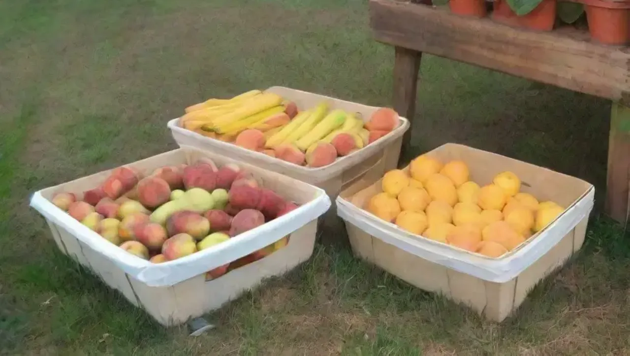Un hermoso paisaje de cosecha con frutas vibrantes y un ambiente sereno